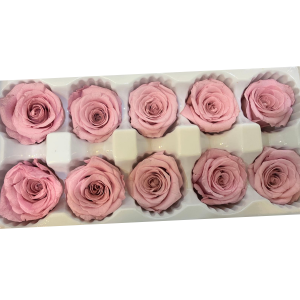 Preserved Pink Roses | Long lasting Roses